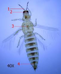 Check spelling or type a new query. Eny 882 In1078 Thrips In Florida Strawberry Crops