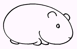 Pin On Guinea Pig