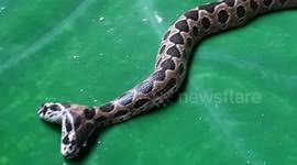 Danish ho shot footage which shows the grotesquely shaped giant 'hammerhead worm' on the ground while hiking in malaysia. Newsflare Rare Hammerhead Worm Spotted In India
