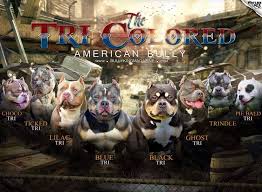 The Many Colors Of The American Bully Tri Color Variations