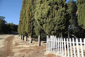 See actions taken by the people who manage and post content. Hidalgo Cemetery A Cemetery With No Bodies