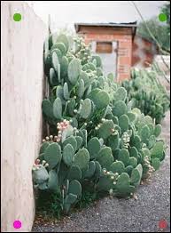With their slow growth, they, without having had time to appear on the surface, would already be covered with sand. Sharing Some Womens Style And Motivating Pins Of Enjoy A Luxurious Lifestyle By The Ocean Just As Some Wonderful Travel Pho Succulents Plants Succulents Garden
