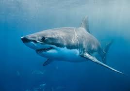 Maybe you would like to learn more about one of these? Longevity Clues Tucked In Great White Shark Genome The Scientist Magazine