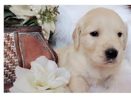 Price can be an indication towards the quality of the puppies breed lines and the breeders reputation. Goldador Puppies Golden Retriever In Wyoming Michigan Puppies For Sale Near Me