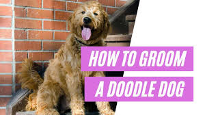 Teddy bear goldendoodle puppies price. How Should A Mini Goldendoodle Be Groomed