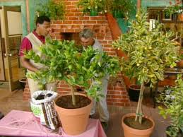 Use a sprinkler twice a week to deep water trees in the warmer months. Growing Citrus Trees Diy