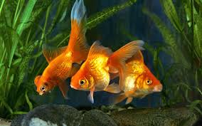 Watch the video explanation about 5 way to identify male or female goldfish online, article, story, explanation, suggestion, youtube. Pregnant Goldfish Is Your Fish Going To Lay Eggs Aquariumnexus