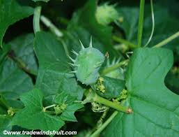 Image result for Kedrostis leloja