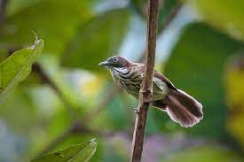 Ciri Khas Burung Ciung Air Coreng Dan Perilakunya Burung Jalak