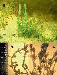 Image result for Najas horrida