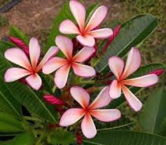 Dwarf Red Dawn Evergreen Tropical Landscaping