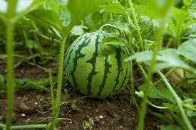 We did not find results for: Top 10 Watermelon Companion Plants Off All Time