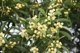 Image result for Acacia melanoxylon