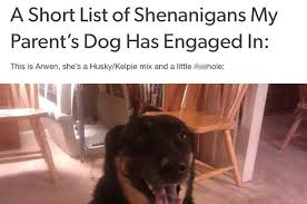 This Dog Went Viral On Tumblr Because She S So Smart And Naughty Smart Dog Raising Kittens Dogs