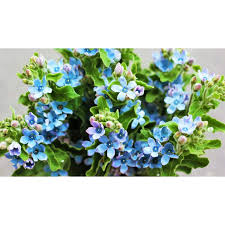 Image result for Habenaria tweedieae