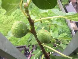 もう１１月になるのに実がなった無花果 葉っぱのある生活