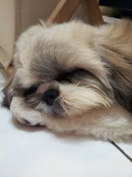 Sleeping Fifi Sevimli Kopek Yavrulari Yavru Kopek Kopek