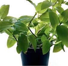 Image result for Tradescantia