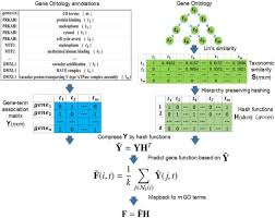 Gene Function Prediction Based On Gene Ontology Hierarchy Preserving Hashing Sciencedirect