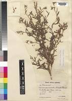 Image result for Hermannia quartiniana