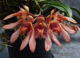 Pin On Orquideas