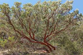 Image result for Maerua grantii