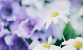 Flower hd phone wallpapers download free background images collection, high quality beautiful flowers wallpaper for your mobile phone. Daisies Gifs Beautiful Flowers On Animated Images For Free