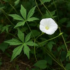 Image result for Merremia quinquefolia