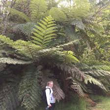 Image result for Cyatheaceae