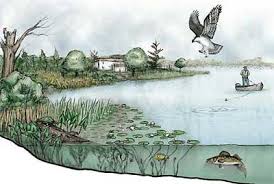 Image result for organisms and their environment