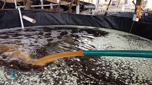 Flor de Caña, escuela de... - Flor de Caña, escuela de campo