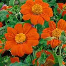 Image result for Tithonia