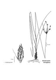 Image result for Fimbristylis ferruginea