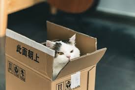 We did not find results for: Tuxedo Cat In Brown Cardboard Box Photo Free Box Image On Unsplash