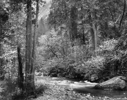  Tenaya Creek Dogwood Rain In 2021 Ansel Adams Ansel Adams Photos Black And White Landscape