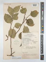 Image result for Anisophylleaceae