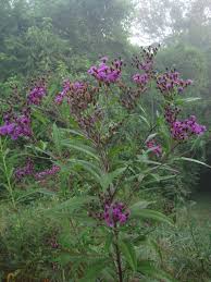 Image result for Vernonia stenocephala