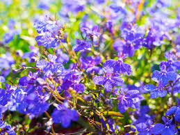 It blossoms, since late spring till early delphinium has gentle light blue or dark royal blue flowers. How To Grow Lobelia And Cardinal Flower Lovethegarden