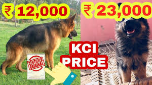 Litter description pure german german shepherd puppies for sale, trained personal protection dogs for sale. German Shepherd Price Difference Youtube