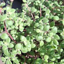 Image result for Crassula expansa
