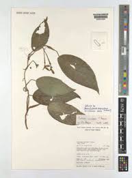 Image result for Culcasia falcifolia