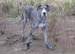 Dogs and puppies cats and kittens horses rabbits birds snakes. German Great Dane Puppies For Sale Petsidi
