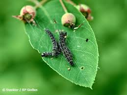 Einsatz von schlupfwespe, ohrwürmern und ameisen gegen die raupe der gespinstmotte als natürlicher feind und ersatz für chemische insektizide. Gespinstmotten Regierungsprasidium Giessen Dezernat Pflanzenschutzdienst