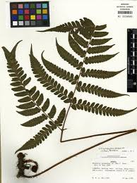 Image result for Triplophyllum