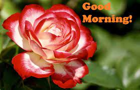 What you need to know is that these images that you add will neither increase nor decrease the speed of your computer. Recklessly Good Morning Flowers Rose Hd