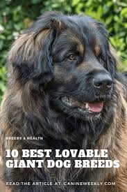 10 Best Extra Large Dog Breeds For Lovers Of Huge And Giant Dogs Extra Large Dog Breeds Large Dog Breeds Huge Dog Breeds