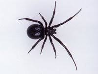 Yes, black widows are always black. Redback Spider The Australian Museum