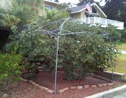 Bird Netting Structures For Fruit Trees Pvc Bird Net Frame Google Search Canopy Frame Bird Netting Green Thumb