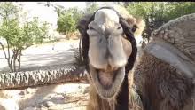 After you've introduced yourself to a guy, make small talk to get to know him a bit. Camel Person Gif Camel Person Falling Discover Share Gifs