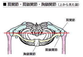 ボード neck首の筋肉 のピン
